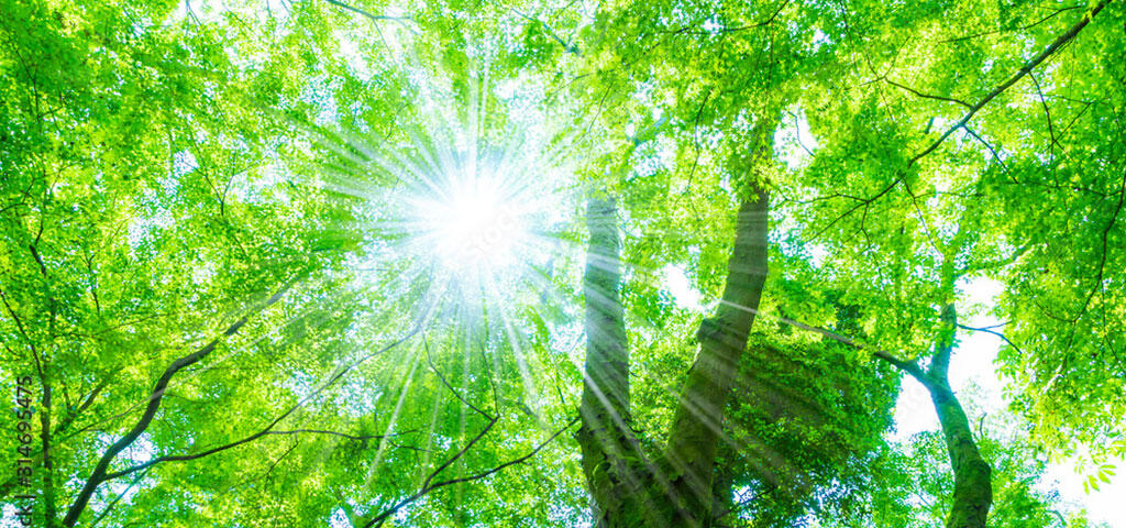 イメージ写真：木漏れ日